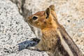 Golden-mantled Ground Squirrel Callospermophilus lateralis