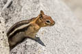 Golden-mantled Ground Squirrel Callospermophilus lateralis