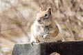Golden-mantled Ground Squirrel Callospermophilus lateralis