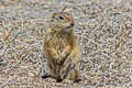 Gunnison's Prairie Dog Cynomys gunnisoni