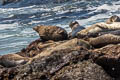 Harbour Seal Phoca vitulina (Common Seal)