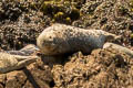 Harbour Seal Phoca vitulina (Common Seal)