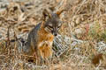 Island Fox Urocyon littoralis