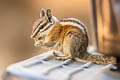 Lodgepole Chipmunk Neotamias speciosus