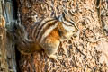 Lodgepole Chipmunk Neotamias speciosus