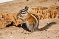 Lodgepole Chipmunk Neotamias speciosus