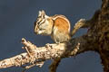 Lodgepole Chipmunk Neotamias speciosus