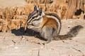 Lodgepole Chipmunk Neotamias speciosus