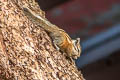 Lodgepole Chipmunk Neotamias speciosus