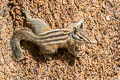 Lodgepole Chipmunk Neotamias speciosus