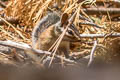Long-eared Chipmunk Neotamias quadrimaculatus
