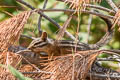 Long-eared Chipmunk Neotamias quadrimaculatus