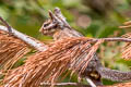 Long-eared Chipmunk Neotamias quadrimaculatus