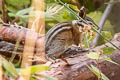 Long-eared Chipmunk Neotamias quadrimaculatus