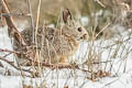 Mountain Cottontail Sylvilagus nuttallii