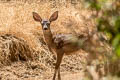 Mule Deer Odocoileus hemionus (Black-tailed Deer)