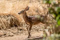 Mule Deer Odocoileus hemionus (Black-tailed Deer)