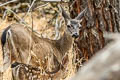 Mule Deer Odocoileus hemionus (Black-tailed Deer)