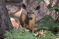 Mule Deer Odocoileus hemionus (Black-tailed Deer)