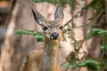 Mule Deer Odocoileus hemionus (Black-tailed Deer)