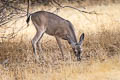 Mule Deer Odocoileus hemionus (Black-tailed Deer)