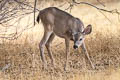 Mule Deer Odocoileus hemionus (Black-tailed Deer)