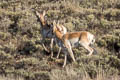 Pronghorn Antilocapra americana