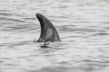 Risso's Dolphin Grampus griseus