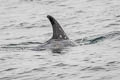 Risso's Dolphin Grampus griseus