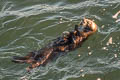 Sea Otter Enhydra lutris