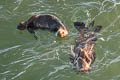 Sea Otter Enhydra lutris