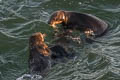 Sea Otter Enhydra lutris