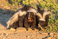 Striped Skunk Mephitis mephitis