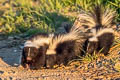 Striped Skunk Mephitis mephitis