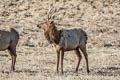 Wapiti Cervus canadensis