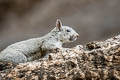 Western Grey Squirrel Sciurus griseus