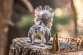 Western Grey Squirrel Sciurus griseus