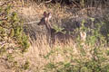 Mule Deer Odocoileus virginianus (Virginia Deer)