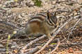 Yellow-pine Chipmunk Neotamias amoenus