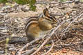 Yellow-pine Chipmunk Neotamias amoenus