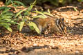 Yellow-pine Chipmunk Neotamias amoenus