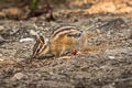 Yellow-pine Chipmunk Neotamias amoenus