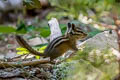 Yellow-pine Chipmunk Neotamias amoenus