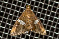 Eulepidotis cf perlata