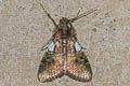 Accinctapubes albifasciata