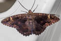 Feigeria sp.