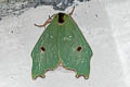 Rosema attenuata