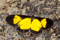 Linnaeus's Joker Cyllopoda jatropharia