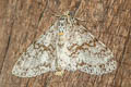 Hymenomima sp.