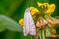Ornate Bella Moth Utetheisa ornatrix (Speckled Footman Moth, Rattlebox Moth)